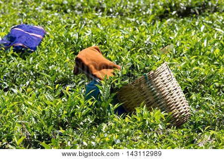 Coonoor , Tamil Nadu, India, March 22, 201 Unidentified woman collect tea from plantation