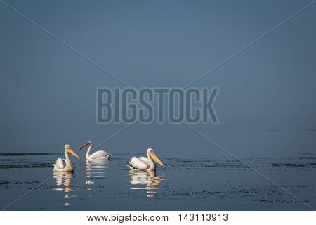 Pelicans group on a water blank space background