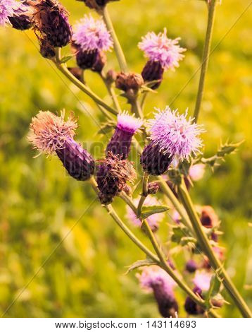 Pink colored thistles in the evening sun.