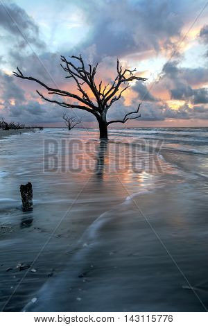 Oak tree submersed in water at sunrise with storm clouds in the boneyard beach of Edisto Island, South Carolina
