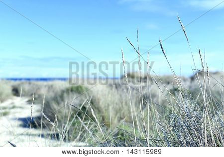Beach dunes with reeds in the sun. Beach scene with copy space.