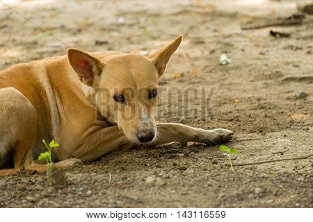 Thailand Dog Looking a Hope. (Selective focus)