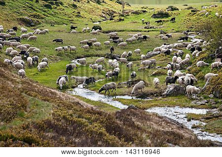 flock of sheep grazing on a hillside in Karpatian mountains