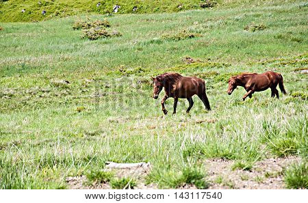 Two grazing horses at summertime on the feald