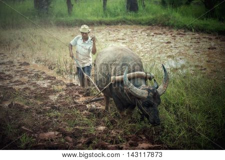 Farmer plowing with water buffalo in Thailand