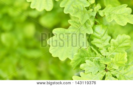Fresh, green oak leaves with selective focus and copy space. Nature background.