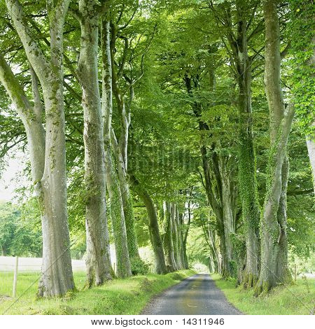 ซอย เขต Fermanagh ไอร์แลนด์เหนือ
