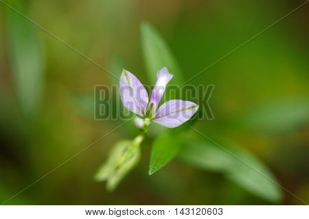 Flower of a heath milkwort (Polygala serpyllifolia) a small wildflower from Europe.