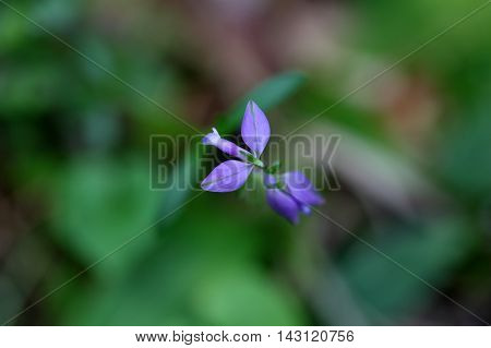 Flower of a heath milkwort (Polygala serpyllifolia) a small wildflower from Europe.