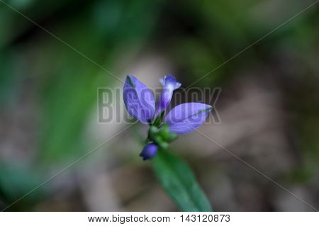 Flower of a heath milkwort (Polygala serpyllifolia) a small wildflower from Europe.