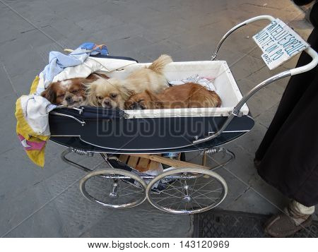 Dogs Mammal Animals