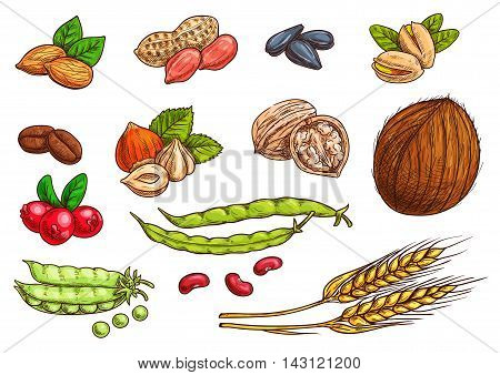Nuts, grain, kernels and berries. Isolated sketch icons of plants seeds. Vector elements of wheat, almond, coffee beans, pea pod, bean, pistachio, coconut, sunflower seeds, peanut hazelnut walnut berries