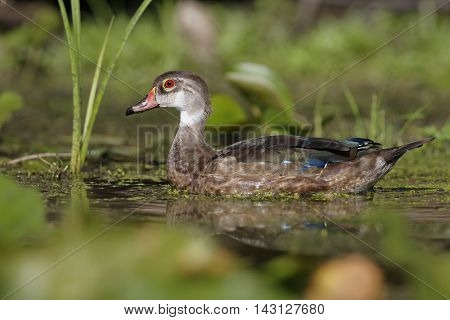 A male Wood Duck (Aix sponsa) in eclipse plumage in summer will be unable to fly until its feather molt is complete - Pinery Provincial Park, Ontario, Canada