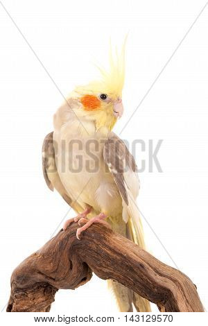 Cockatiel