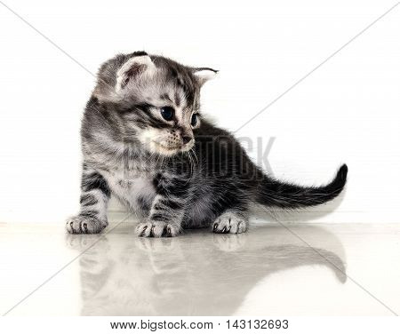 Cute American shorthair cat kitten with copy space