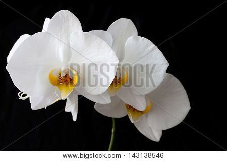 Dear Igor Boldyrev,

Thank you for your recent upload to Bigstock.

The batch of 10 files uploaded between 2016-08-02 06:59:21 and 2016-08-18 08:30:19 has been processed by our Content Review Team. Below are the details for each image you uploaded:

Appro