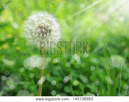 close up shot of dandelion on green field