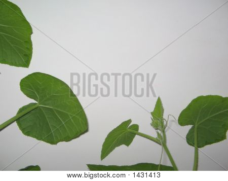 Pumpkin Leaves
