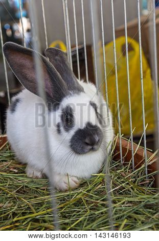 White furry rabbit in the cage. Animals