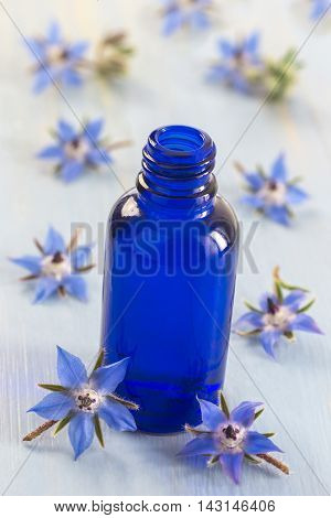 Borage essential oil alternative medicine and edible flowers