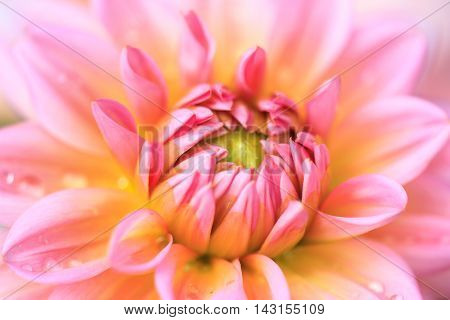 Macro of a white red dahlia - cultivar Harzfee
