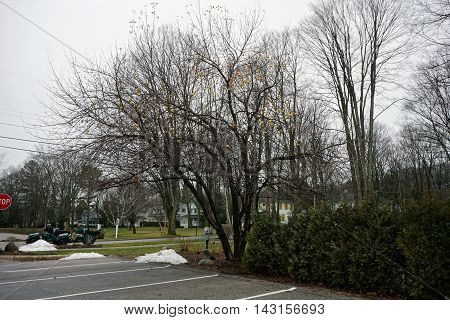 WEQUETONSING, MICHIGAN / UNITED STATES - DECEMBER 22, 2015: Yellow apples cling to an apple tree (Malus pumila) adjacent to a parking lot in Wequetonsing during December.