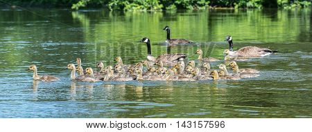 Canada geese are natural babysitting parents.   The birds bring their goslings together in flocks often referred to as creches.  It's like a big kindergarten with the adults sharing babysitting chores.