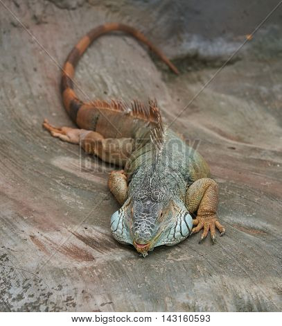 Colorful iguana lies on her stomach and looking at the camera. National Botanic Garden of Ukraine