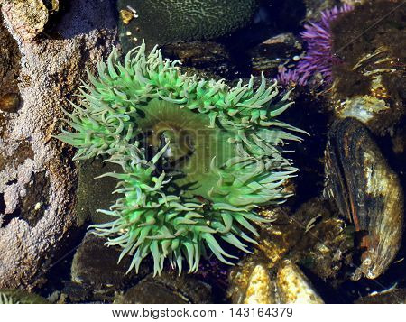 A Giant Green Anemone (Anthopleura xanthogrammica) in a tide pool