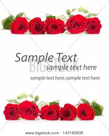 The Row of five roses isolated on white