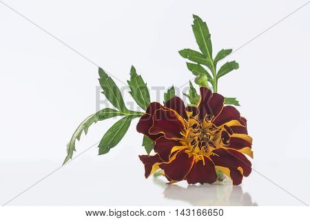 Small bottle of essential oil Tagetes flowers extract