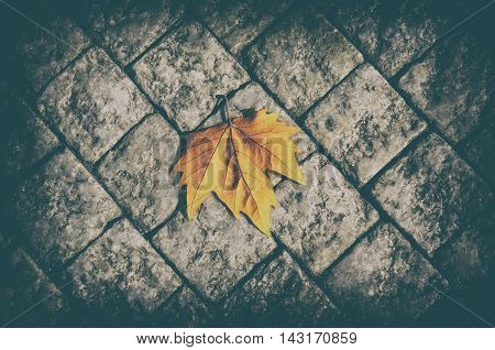 Autumn golden orange maple laef lying on the city cobblestone, autumn vintage hipster seasonal background