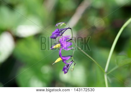 Flowers of a bittersweet nightshade (Solanum dulcamara).