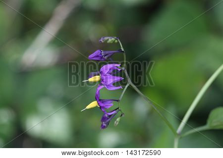 Flowers of a bittersweet nightshade (Solanum dulcamara).