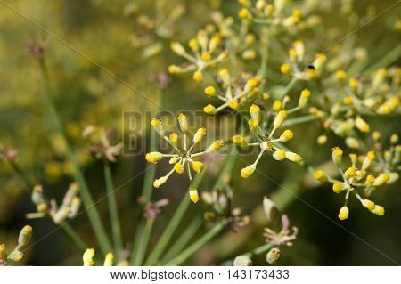 Seed on a Fennel plant (Foeniculum vulgare)