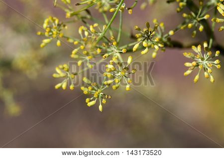 Seed on a Fennel plant (Foeniculum vulgare)
