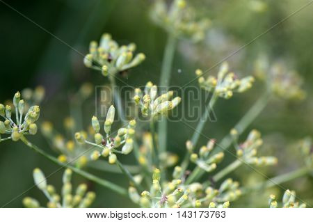 Seed on a Fennel plant (Foeniculum vulgare)
