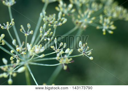 Seed on a Fennel plant (Foeniculum vulgare)