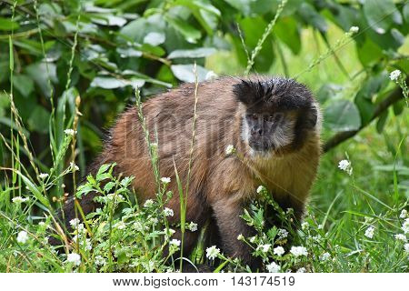 Brown Tufted Capuchin Monkey Male In Green Grass