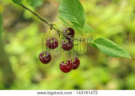 Red ripe cherries on a tree branch against lush foliage on the background. Selective focus