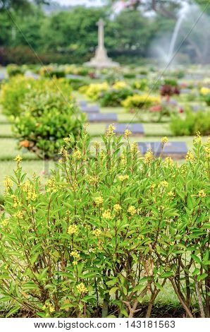 Flower on tree at Chungkai War Cemetery this is historical monuments where to respect prisoners of the World War 2 who rest in peace here Kanchanaburi Province Thailand