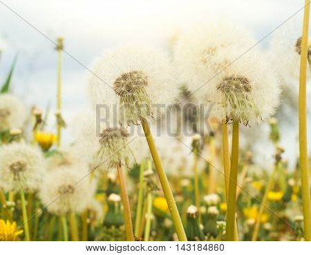 spring background with white dandelions flowers on field
