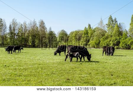 A herd of cows breed black Angus grazing in a green field on a Sunny summer day