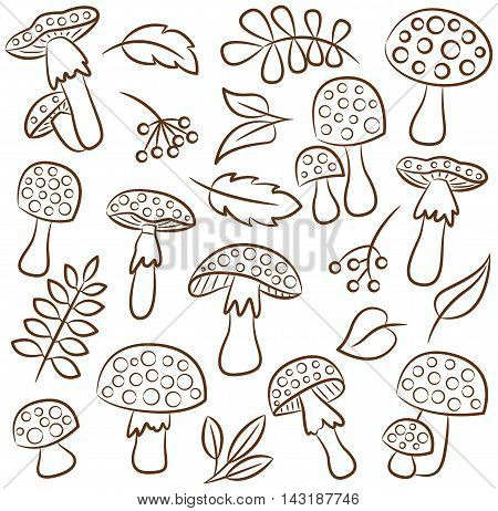 Cute amanita with leafs and berries vector contour collection. Poisonus mushrooms and plants isolated on white.