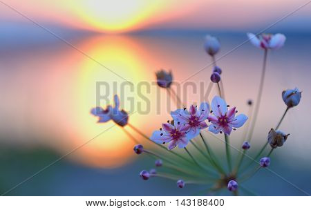 Flowering rush (Butomus umbellatus) at sunset,, close up