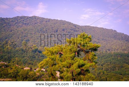 bright green tree on the payroll of mountains and hills