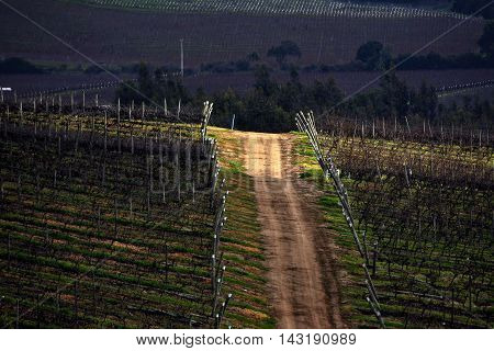 Vineyard in Casablanca valley, in Valparaiso, Chile.