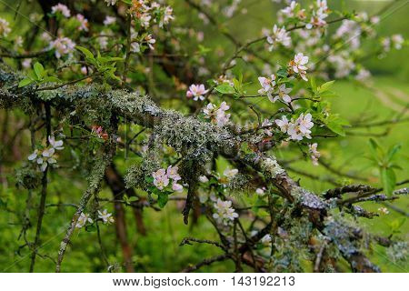 Branch with blooming white flowers in the woods V