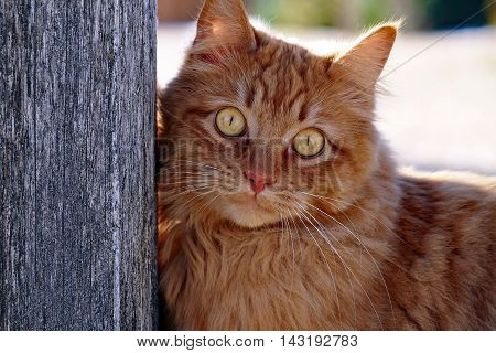 red cat by the fence pole looking
