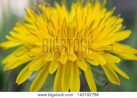 yellow dandelion blooming in the green field